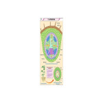 Dicot Root T.S. Educational Chart